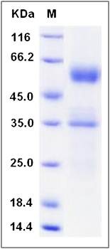 SDS-PAGE analysis of mouse FLT3LG protein