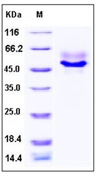 SDS-PAGE analysis of Human SDC1 His tag protein
