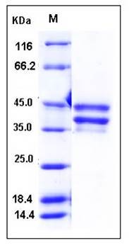 SDS-PAGE analysis of mouse BAFFR Fc tag protein
