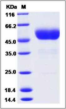 SDS-PAGE analysis of BTLA protein