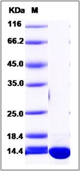 SDS-PAGE analysis of human ERH protein (His Tag)