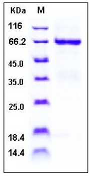 SDS-PAGE analysis of human TNFRSF4 Fc His tag protein