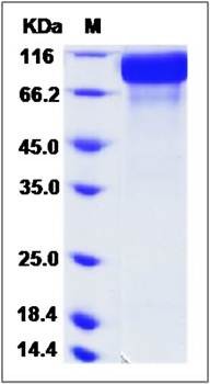 SDS-PAGE analysis of Cynomolgus ERBB2 (His Tag) protein