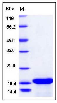 SDS-PAGE analysis of Canine IL33 protein (Native)