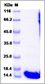 SDS-PAGE analysis of human GABARAPL2 protein (His Tag)