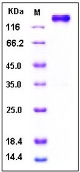 SDS-PAGE analysis of Human LEPR Fc His tag protein