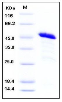 SDS-PAGE analysis of Human PRDM2 GST tag protein
