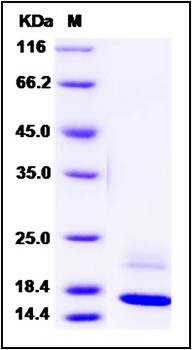 SDS-PAGE analysis of Human REG4 protein (His Tag)
