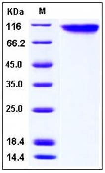 SDS-PAGE analysis of Human DR6 Fc tag protein