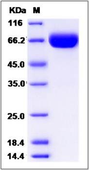 SDS-PAGE analysis of Cynomolgus PD-L2 protein