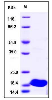 SDS-PAGE analysis of Human IL1F7 protein Native
