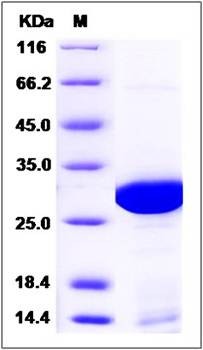 SDS-PAGE analysis of Human PSME1 protein (His Tag)