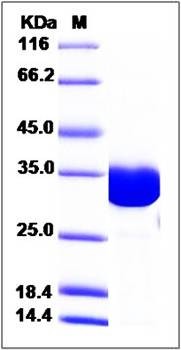 SDS-PAGE analysis of human CLIC1 protein (His Tag)