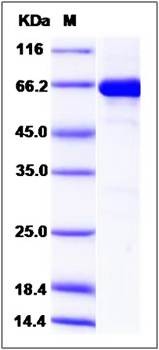 SDS-PAGE analysis of human EphB3 protein (GST Tag)