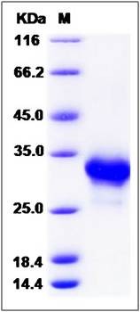 SDS-PAGE analysis of Cynomolgus CD40 protein (His Tag)