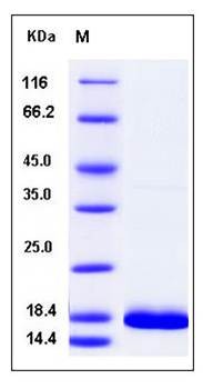 SDS-PAGE analysis of human FGF14 protein (Native)