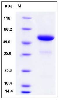 SDS-PAGE analysis of Mouse IFNA2 protein