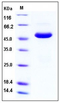 SDS-PAGE analysis of human SETD7 His tag protein