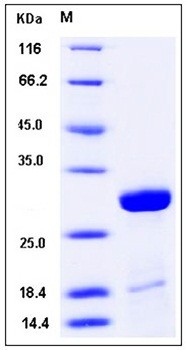 SDS-PAGE analysis of H1N1 M1 His tag protein