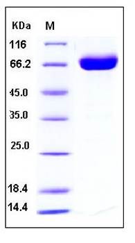 SDS-PAGE analysis of Human CD200 Fc His tag protein