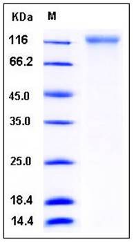 SDS-PAGE analysis of Human DR6 Fc tag protein