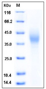 SDS-PAGE analysis of human SLAMF7 His tag protein