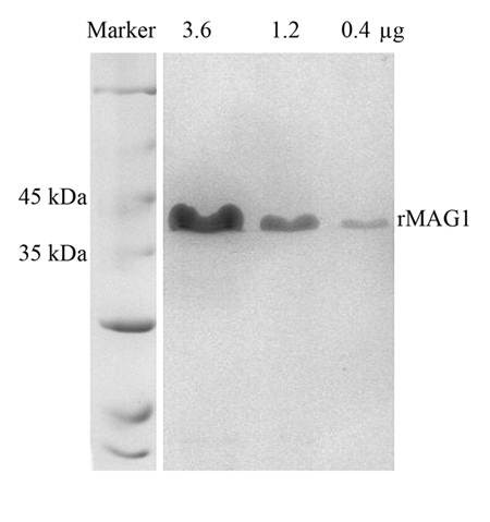 Recombinant Toxoplasma Gondii Mag1 protein
