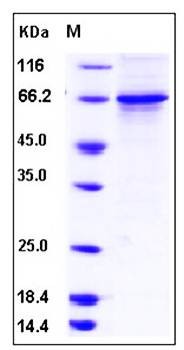 SDS-PAGE analysis of human ErbB3 protein (GST Tag)