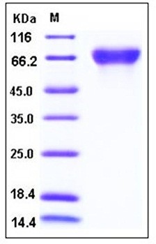 SDS-PAGE analysis of Human PVRL3 His tag protein