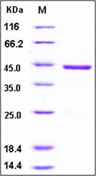 SDS-PAGE analysis of human GDF15 Fc tag protein