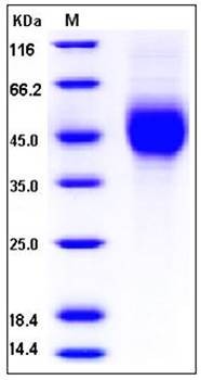 SDS-PAGE analysis of human 2B4 His tag protein