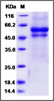 SDS-PAGE analysis of Human IL27 protein (His Tag)