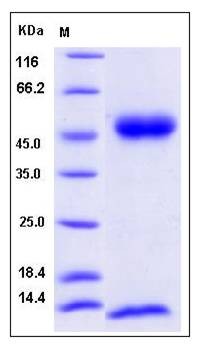 SDS-PAGE analysis of FCGRT & B2M Heterodimer protein