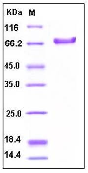 SDS-PAGE analysis of Human CD25 Fc tag protein