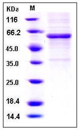 SDS-PAGE analysis of Human METAP1 Fc tag protein