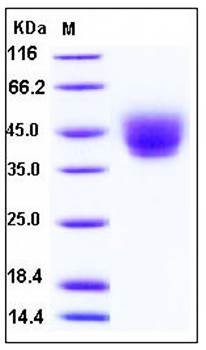 SDS-PAGE analysis of Human DNAM1 His tag protein