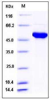 SDS-PAGE analysis of human AK2 protein (GST Tag)