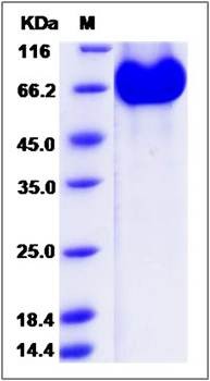 SDS-PAGE analysis of human EphA2 protein (His Tag)