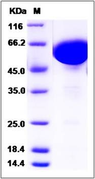 SDS-PAGE analysis of Cynomolgus CD200 protein