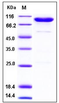 SDS-PAGE analysis of human CD55 Fc tag protein