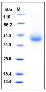 SDS-PAGE analysis of human TNFRSF4 His tag protein