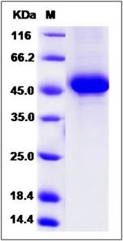 SDS-PAGE analysis of mouse TNFSF13 protein