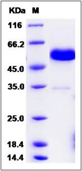 SDS-PAGE analysis of Cynomolgus CD40 protein