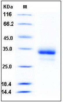 SDS-PAGE analysis of Human IL29 His tag protein