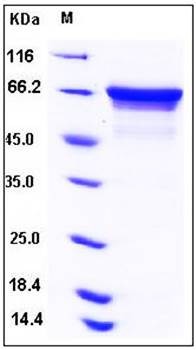 SDS-PAGE analysis of Human HSPA8 His tag protein