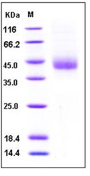 SDS-PAGE analysis of human TFPI His tag protein