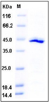 SDS-PAGE analysis of Human IDO1 His tag protein