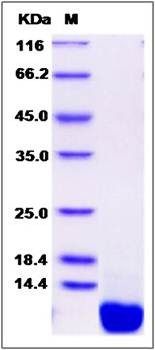 SDS-PAGE analysis of mouse CXCL12 protein (Native)