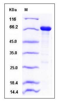SDS-PAGE analysis of Human RACK1 protein (MBP Tag)