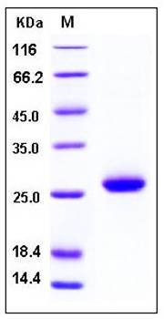 SDS-PAGE analysis of Human DAN His tag protein